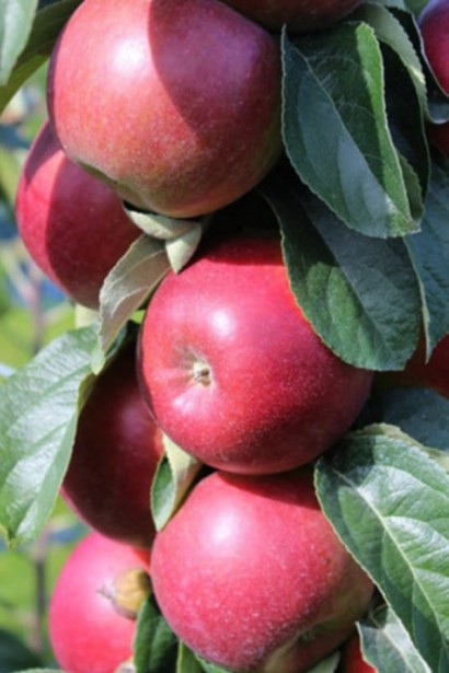 Яблуня колоновидна ‘Легенда’|Malus columnar ‘Legenda’|Яблоня колоновидная ‘Легенда’